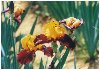 �A�C���X�̉�