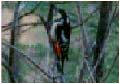 �o�[�h�E�I�b�`���O