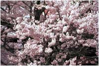 �������ފݍ�
