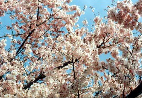 �������ފݍ�