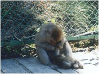 �n���J�쉎�����̉�