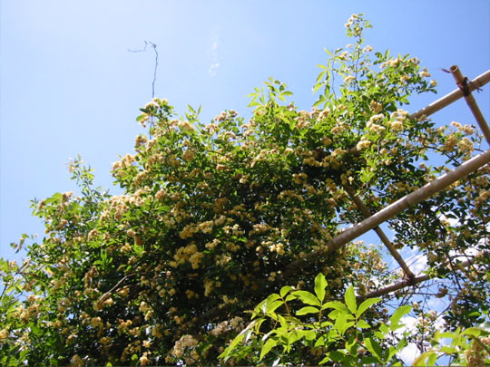 ���b�R�E�o��_05251042
