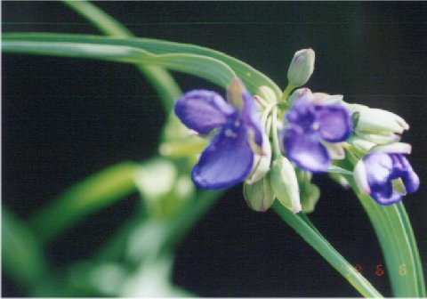 �ނ炳���䂭��