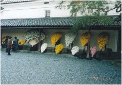 �c���{�Ƃɂ������e�̌��R